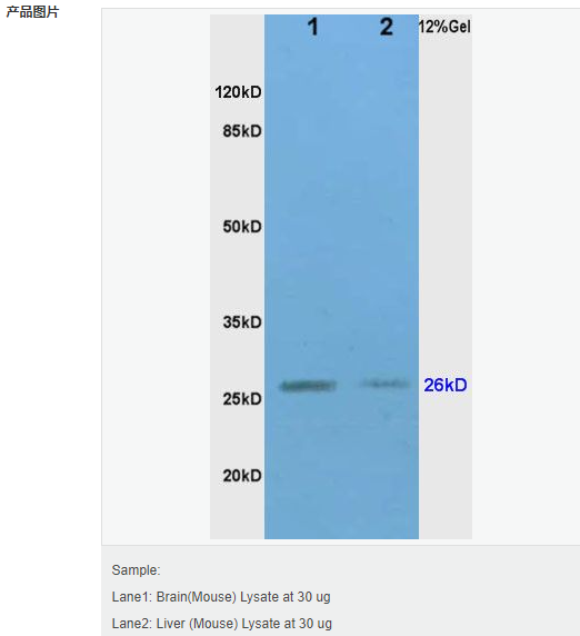 60616b65a8bac.png image.png